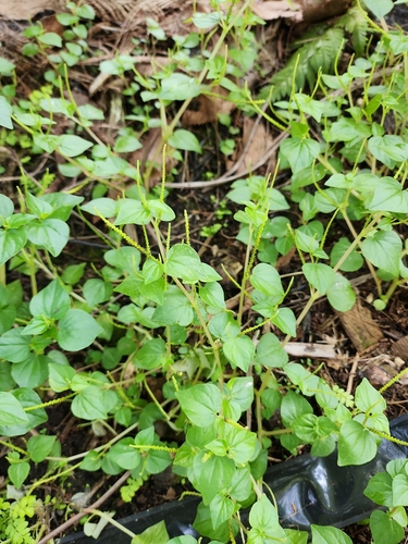 Pepper elder