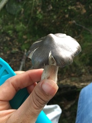 Tricholoma