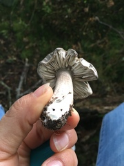 Tricholoma
