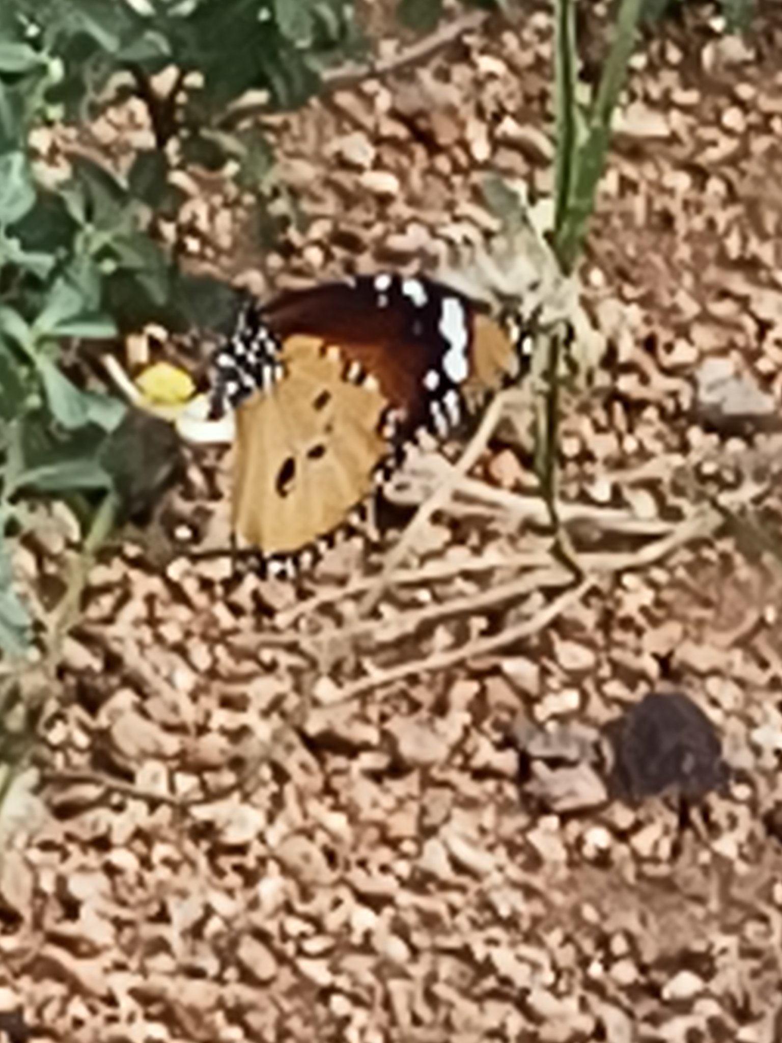 Plain Tiger