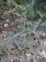 Condalia spathulata
