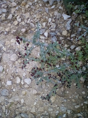 Condalia spathulata