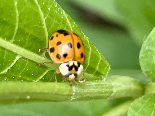 iNaturalist observation photo of Asian Lady Beetle