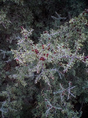 Condalia spathulata