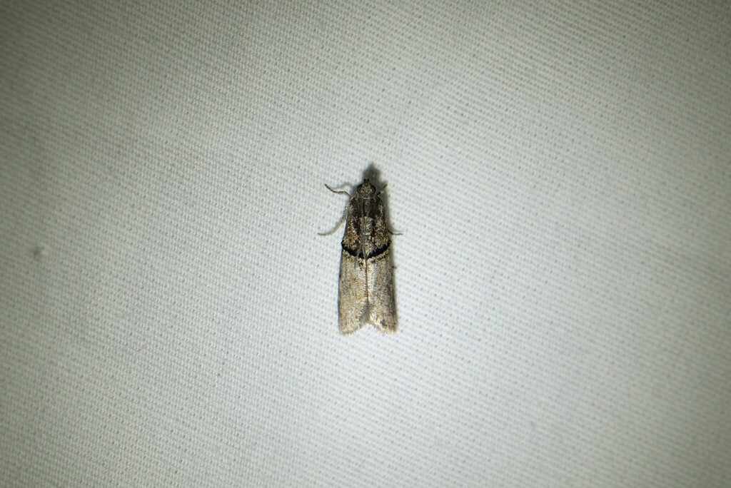 Black-banded Immyrla Moth
