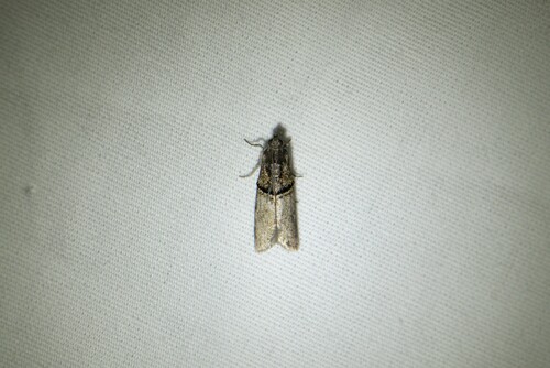 Black-banded Immyrla Moth