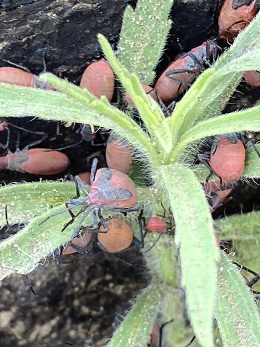 iNaturalist observation photo of Red-shouldered Bug