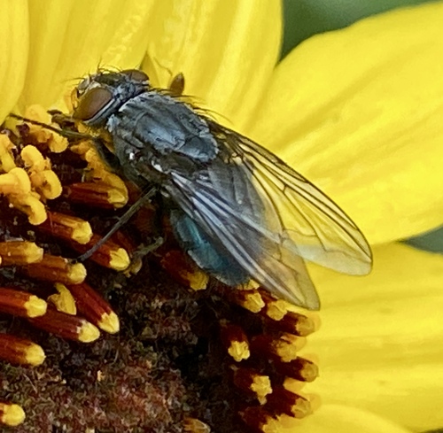 iNaturalist observation photo of Calliphorinae