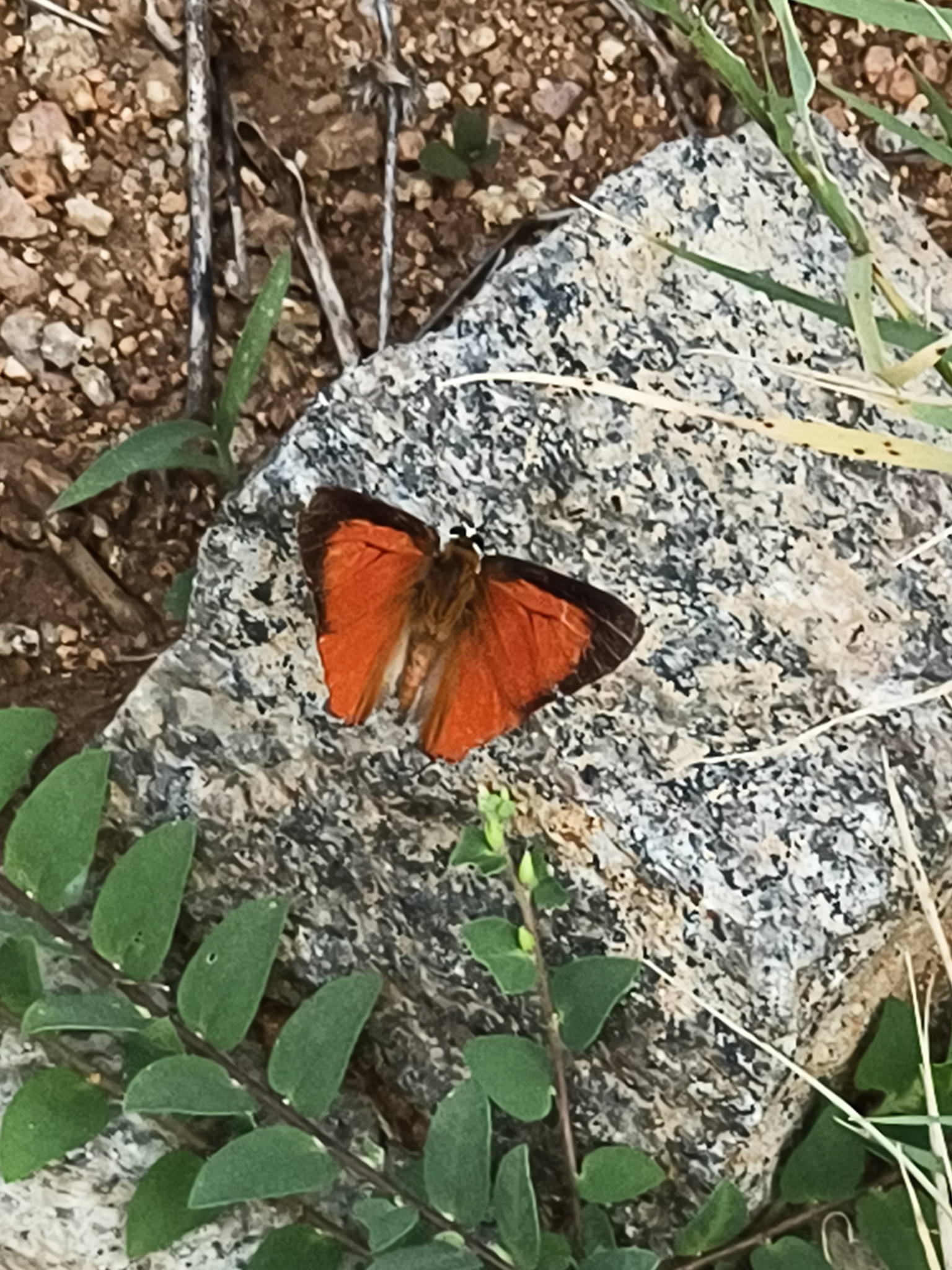 Common Red Flash