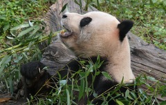 Ailuropoda melanoleuca