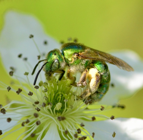 Texas Agapostemon photo 5
