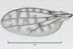 Nostima duoseta