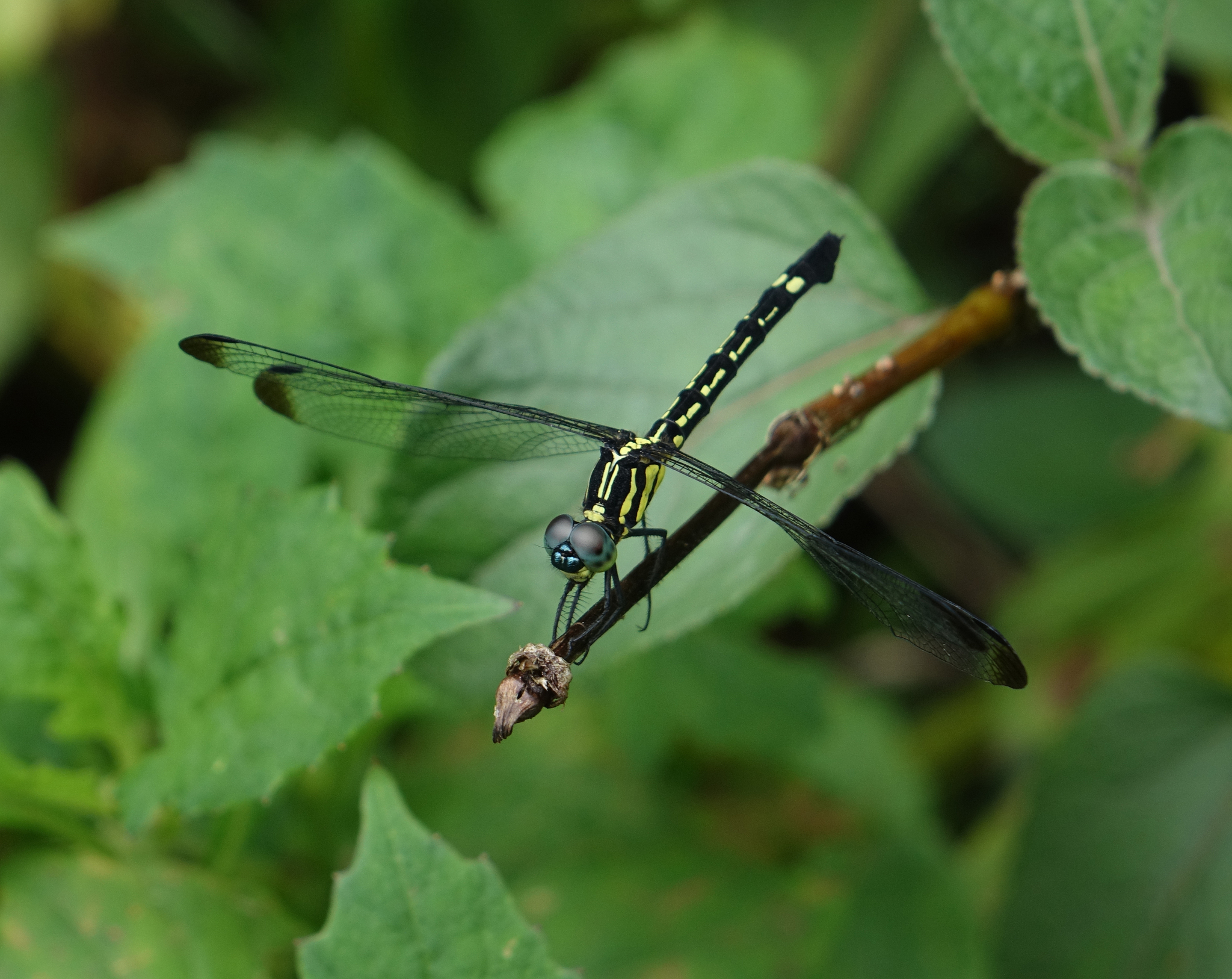 Blue Hawklet
