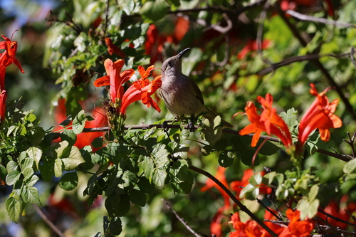 Brown Honeyeater
