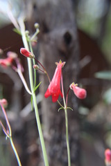 Penstemon wislizeni