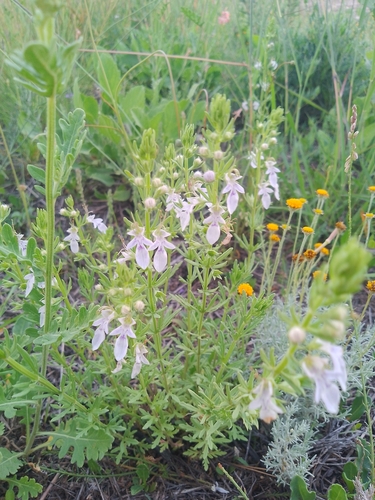 Coahuilan Germander (Teucrium coahuilanum)