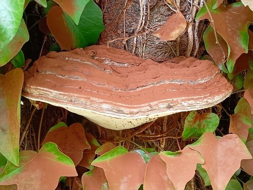 Ganoderma australe