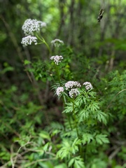 Valeriana fauriei, photograph (c) Repina Tatyana, some rights reserved (CC BY)