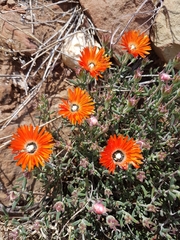 Drosanthemum pulchrum