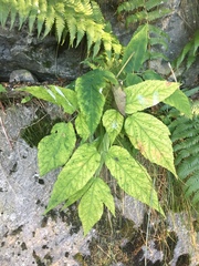 Aruncus dioicus