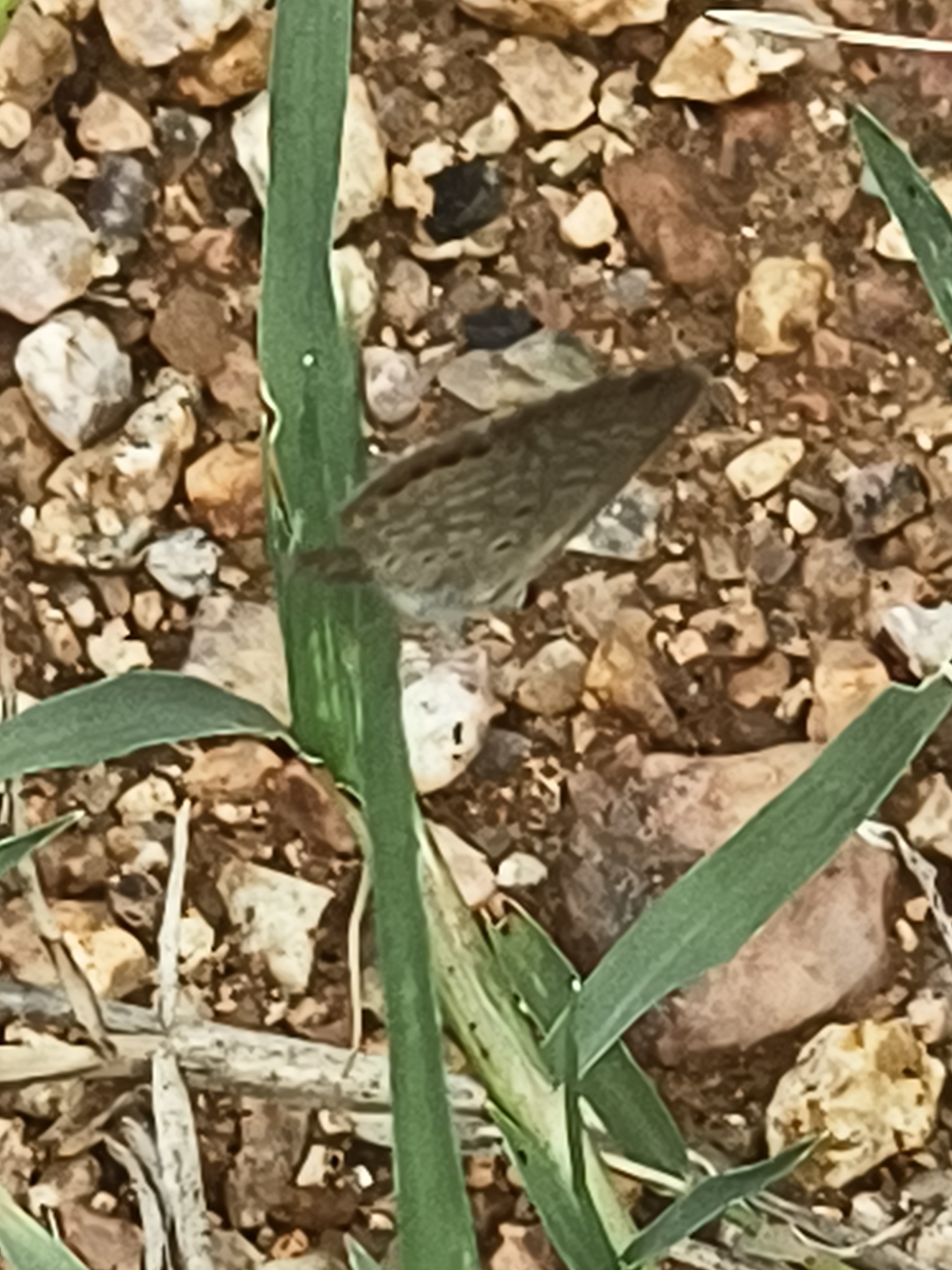 Black-Spotted Grass Jewel