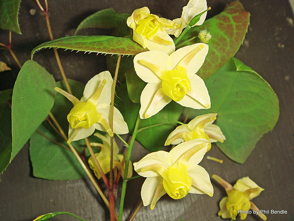 Hybrid Barrenwort