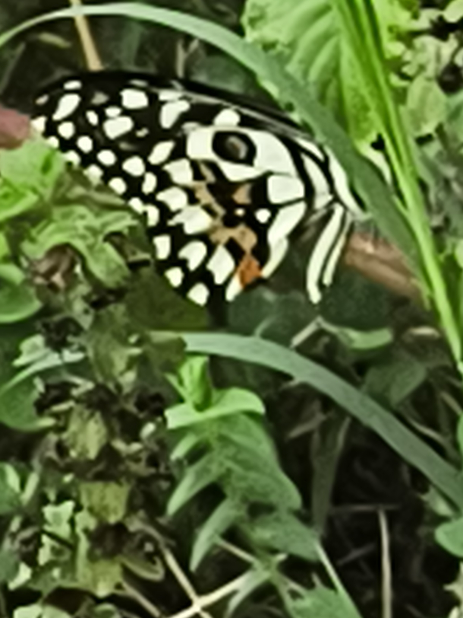Lime Swallowtail