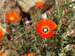 Drosanthemum pulchrum