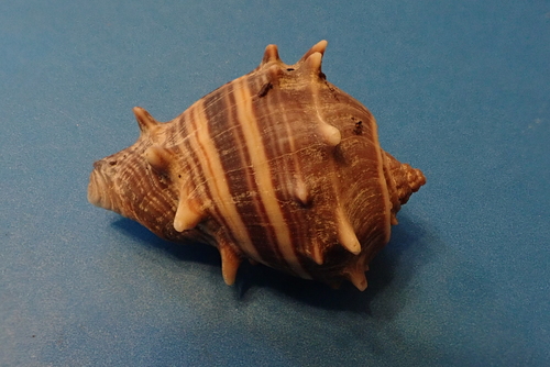 Caribbean Crown Conch