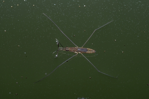 lake pondskater