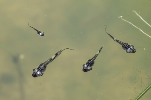 Dark-sided Chorus Frog