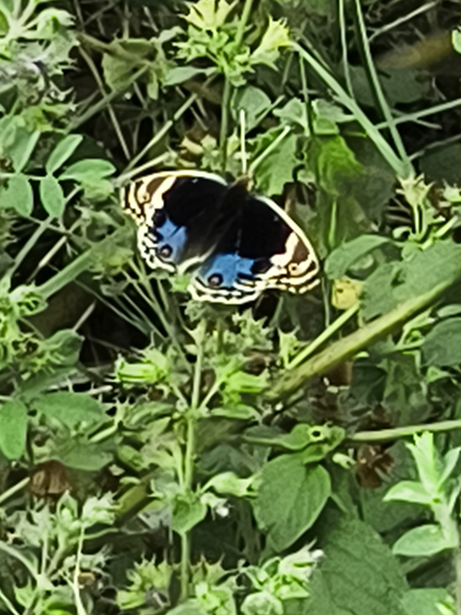 Blue Pansy