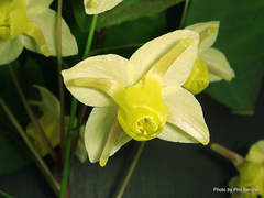 Epimedium × versicolor