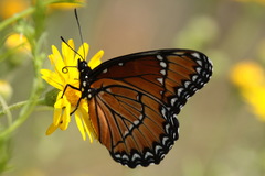 Limenitis archippus obsoleta