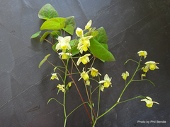 Epimedium × versicolor