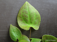 Epimedium × versicolor