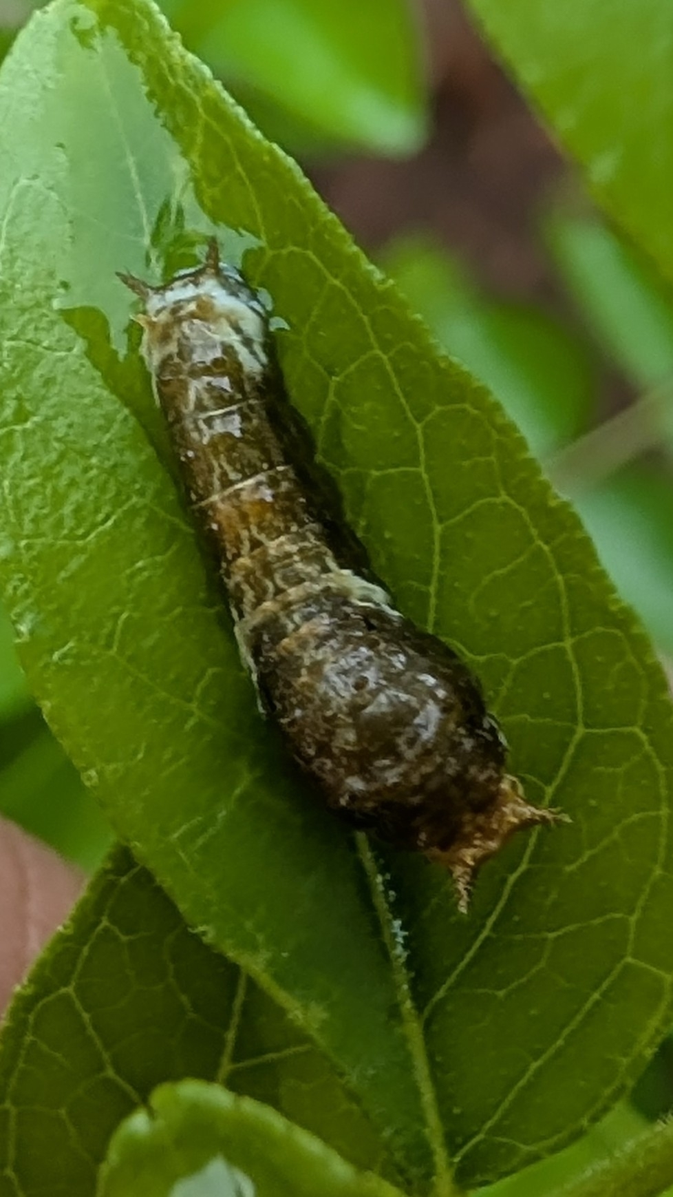Common Mormon