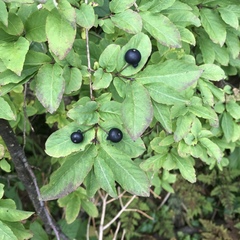 Lonicera nigra