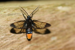 Gymnelia