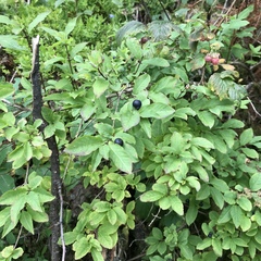 Lonicera nigra