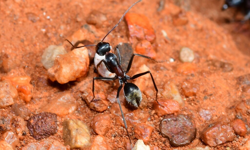 Camponotus ceriseipes
