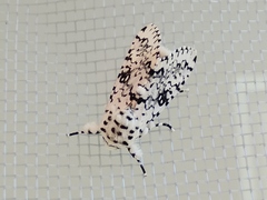 Lichnoptera decora