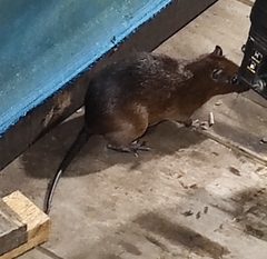 Short-Tailed Spiny-Rat photo 2