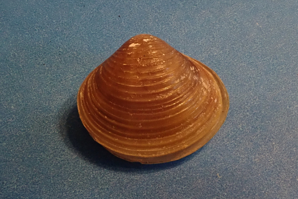 Corbicula manilensis
