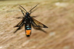 Gymnelia
