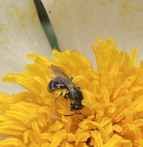 iNaturalist observation photo of Bees