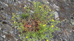 Potentilla adscharica