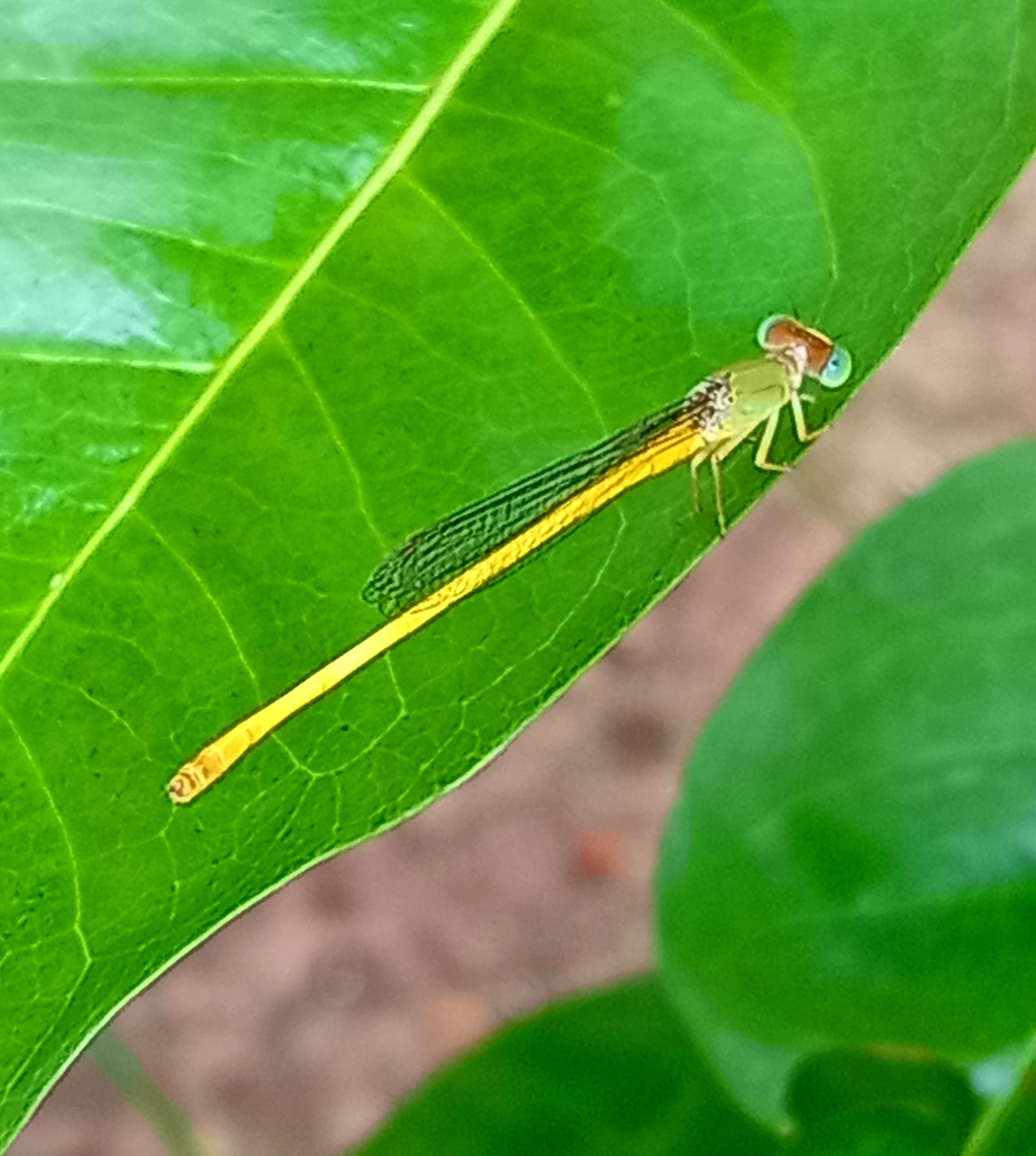 Coromandel Marsh Dart