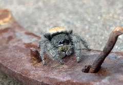Phidippus ardens