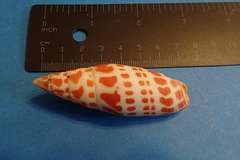 Mitra mitra